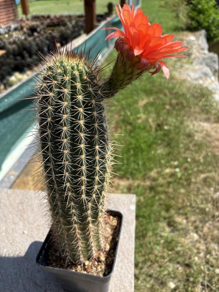 Echinopsis Hybr. orange/rot